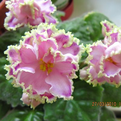 img0003_opt.jpg