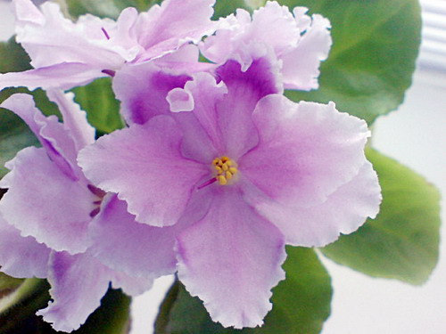 DSC00195.jpg