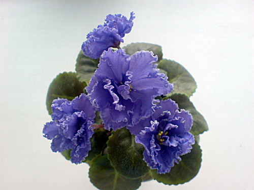 DSC00181.jpg