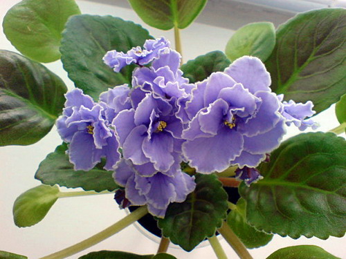 DSC00200.jpg