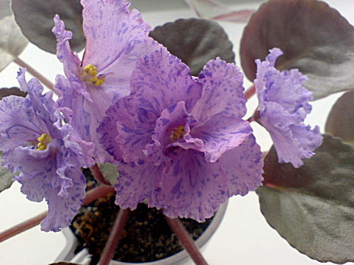 DSC00184.jpg