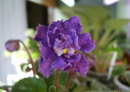 Lavander Love5.JPG