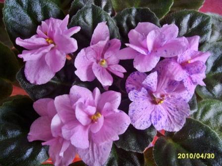 Rob`s Dust Storm1.JPG