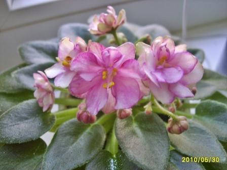 Rob`s Cool Fruit3.jpg