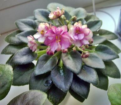 Rob`s Cool Fruit2.JPG