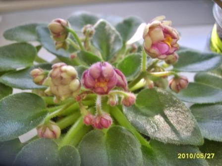 Rob`s Cool Fruit4.jpg