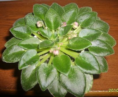 Rob`s Cool Fruit.JPG