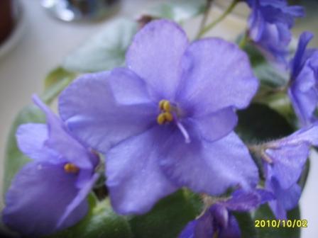 робс пидлютик4.JPG