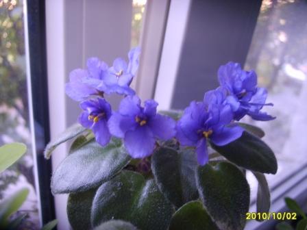 робс пидлютик.JPG