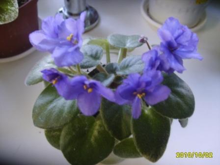 робс пидлютик1.JPG