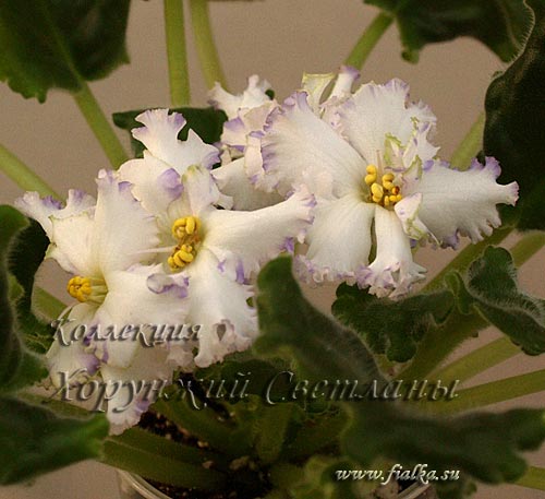 ЛЕ-Зимняя-Сказка_.jpg