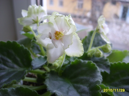 S633800.JPG