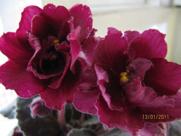 IMG_5337_thumb.jpg