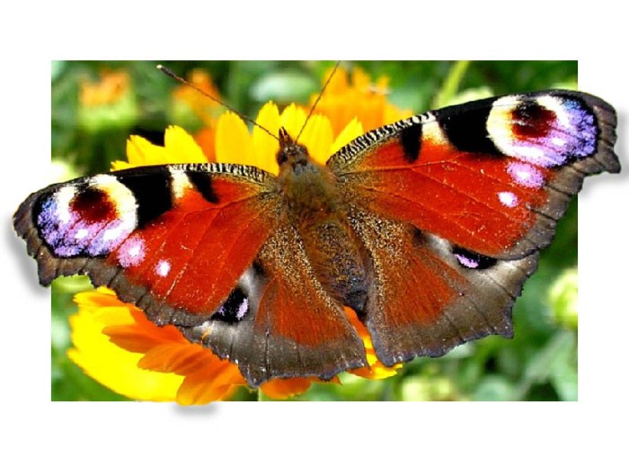 Бабочка из кадра.jpg