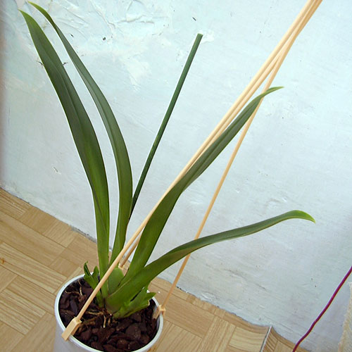 P5260005 copy.jpg
