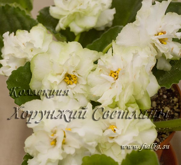 Spring-Rose.jpg