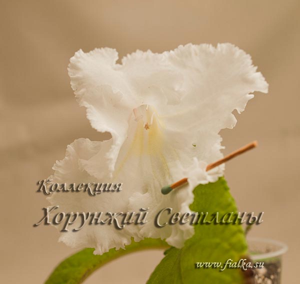 Azia-стрепс.jpg