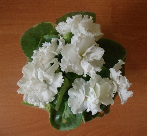 GEDC0131т.jpg