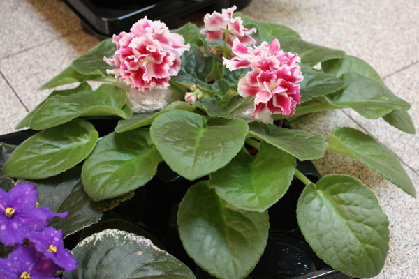 выставка-15-16.10.2011-021.jpg