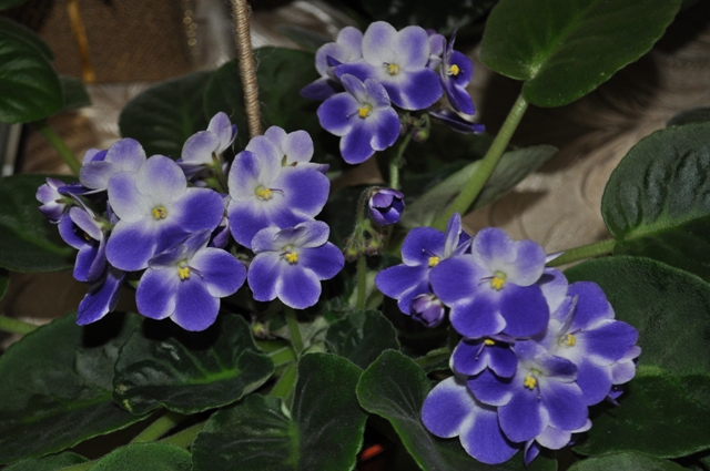 DSC_0187.JPG