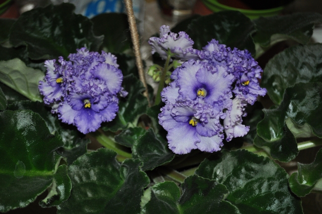 DSC_0194.JPG