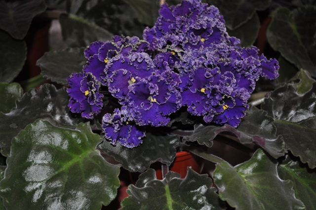 DSC_0204.JPG