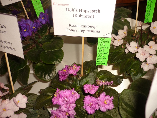P1090255 - копия.JPG