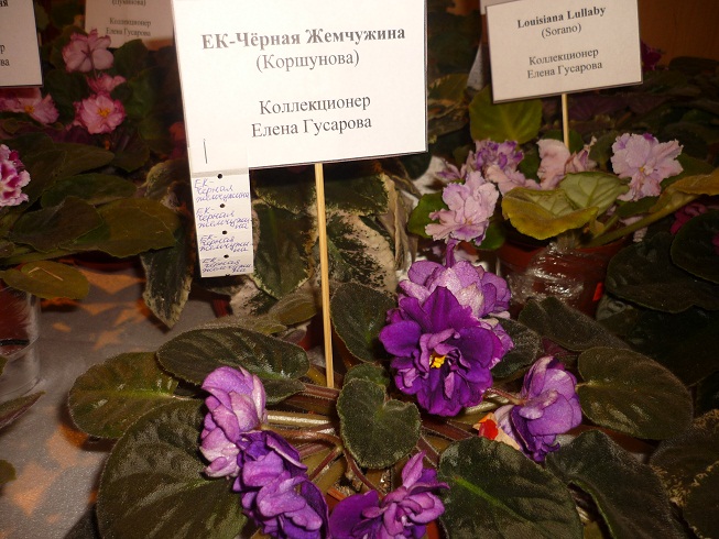 P1090258 - копия.JPG