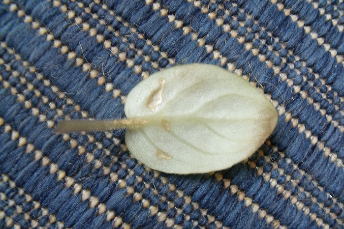 GEDC0252т.jpg