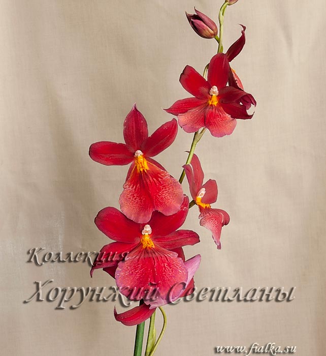 Катлея_.jpg