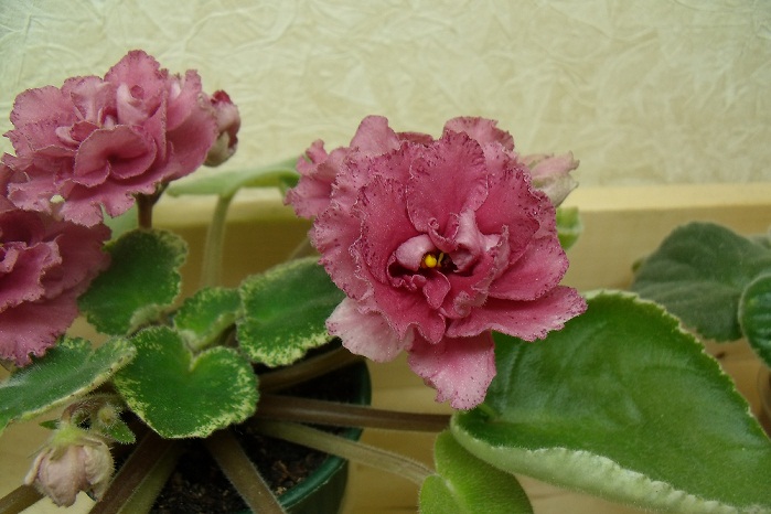 Коричная роза (Морев) (1)ыыы.jpg