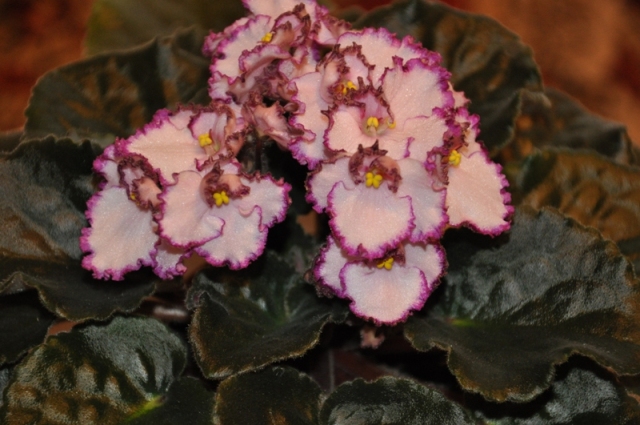 DSC_0001.JPG