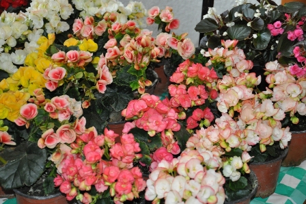 DSC_0239.JPG