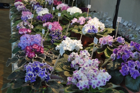 DSC_0199.JPG