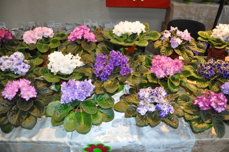 DSC_0104.JPG