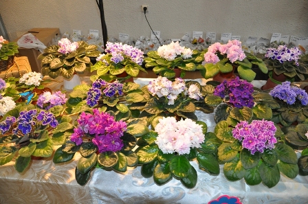 DSC_0106.JPG