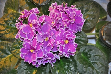 DSC_0134.JPG