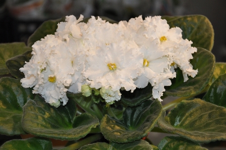 DSC_0188.JPG