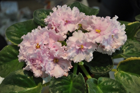 DSC_0141.JPG