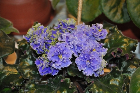 DSC_0174.JPG