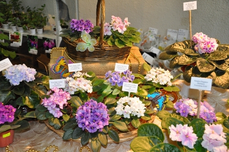 DSC_0166.JPG