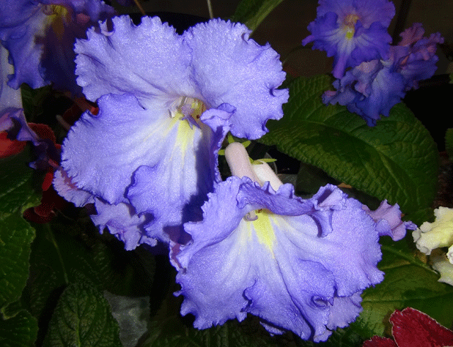 DSC00388.gif