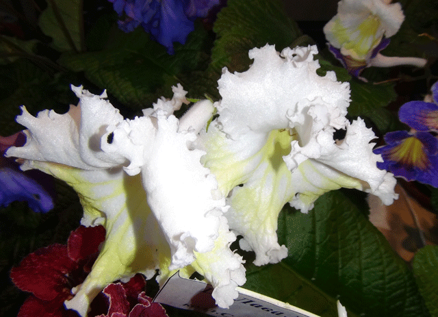 DSC00389.gif