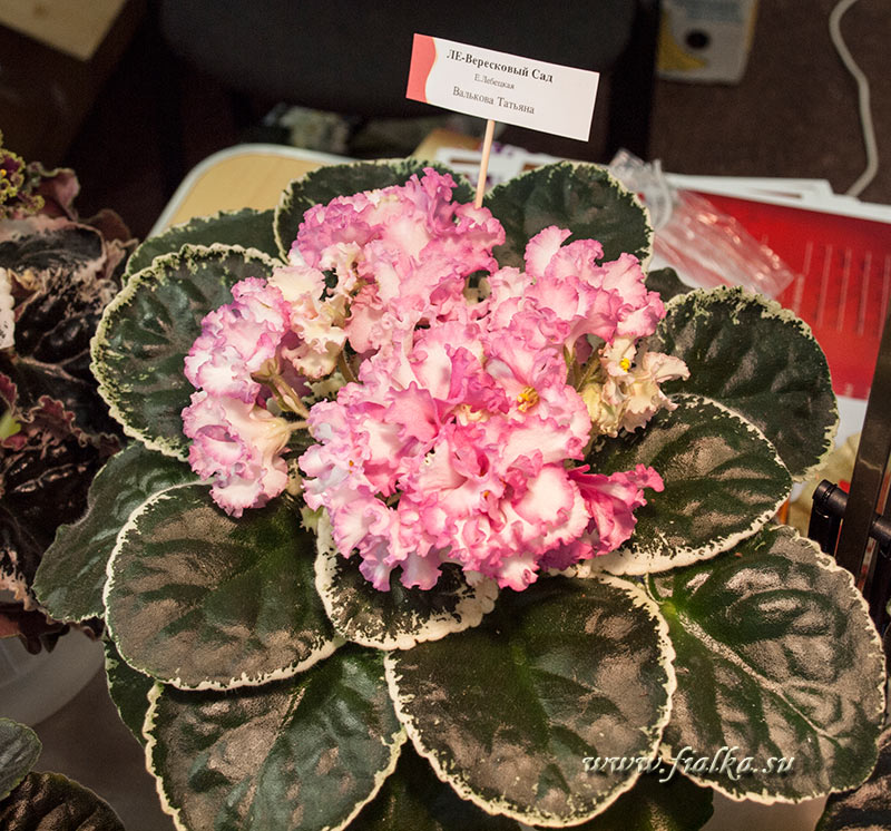 P5076941.jpg