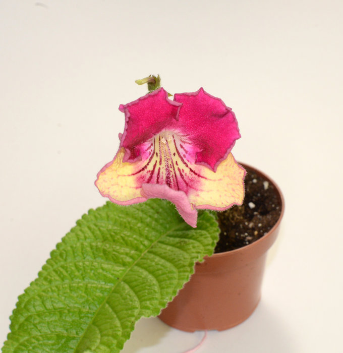 P5167214_.JPG