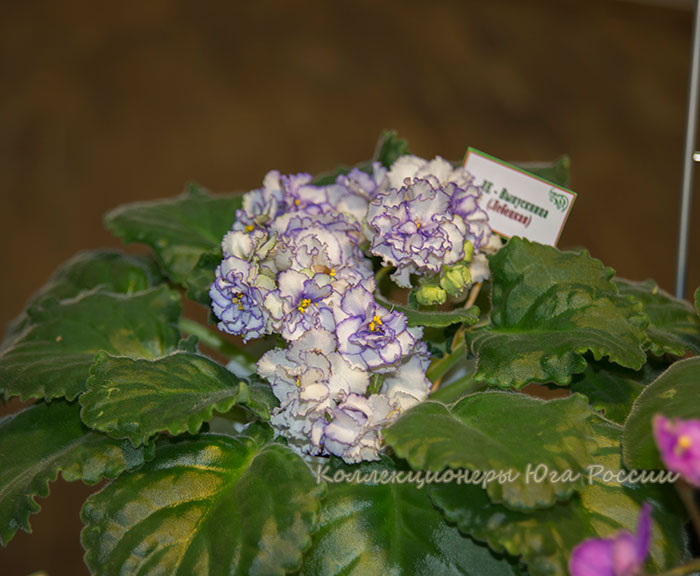 DSC_6432.jpg