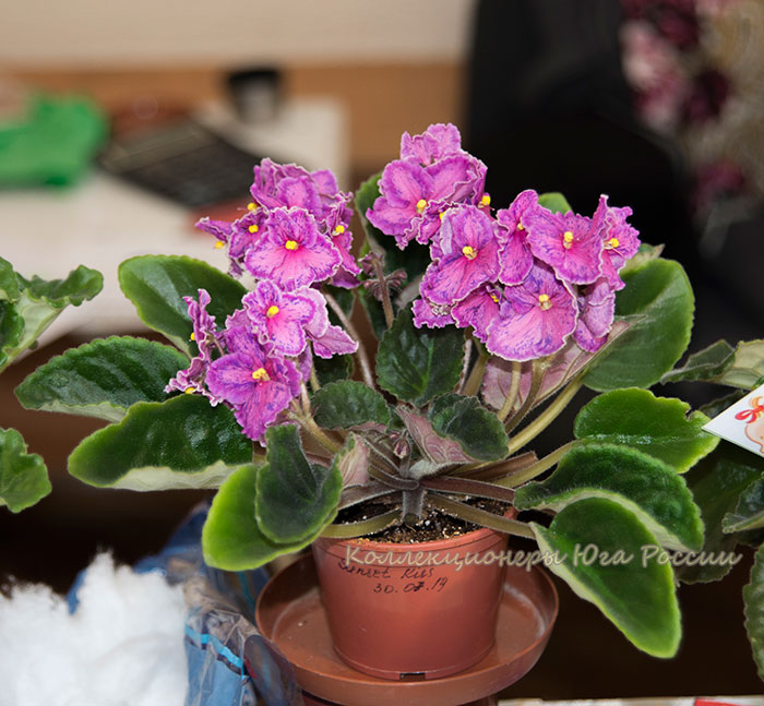 DSC_6412.jpg