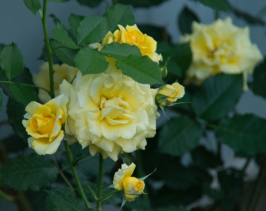 DSC_7849.jpg