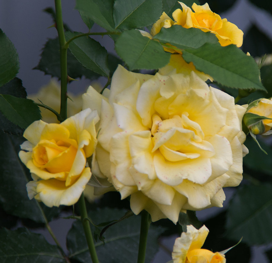 DSC_7821.jpg