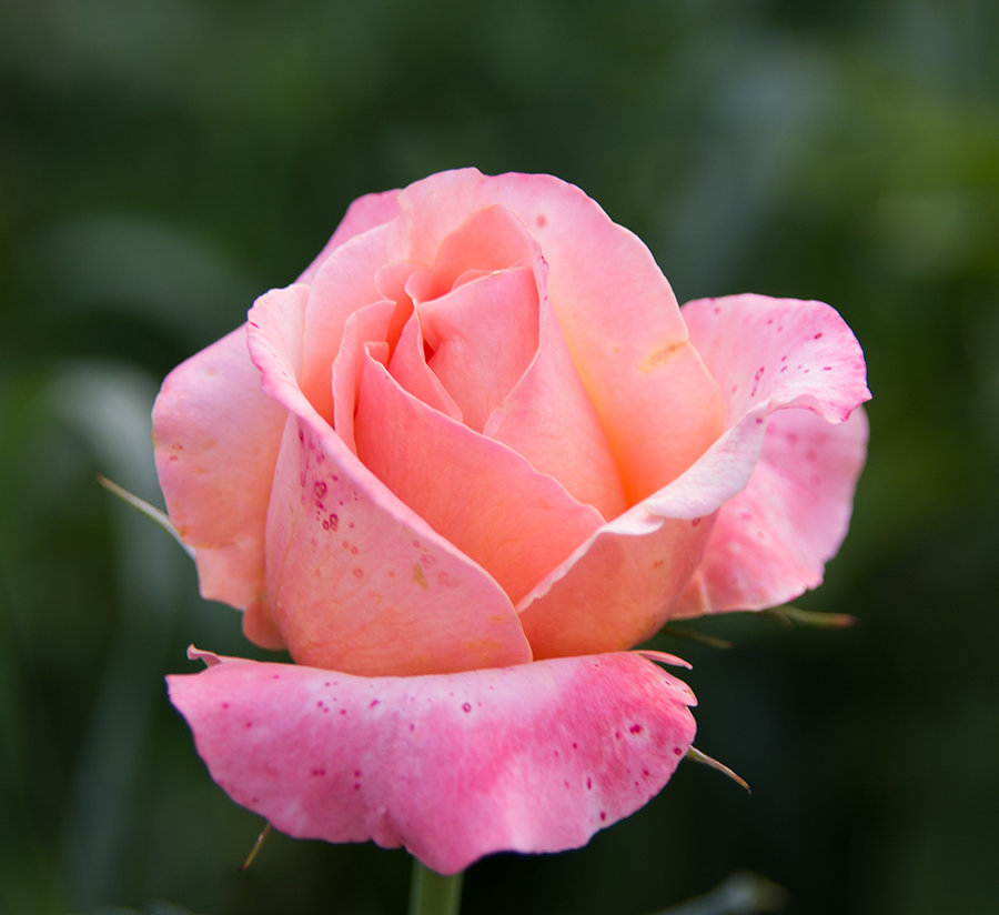 DSC_7823.jpg